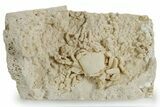 Fossil Crab (Potamon) Preserved in Travertine - Turkey #351137-3